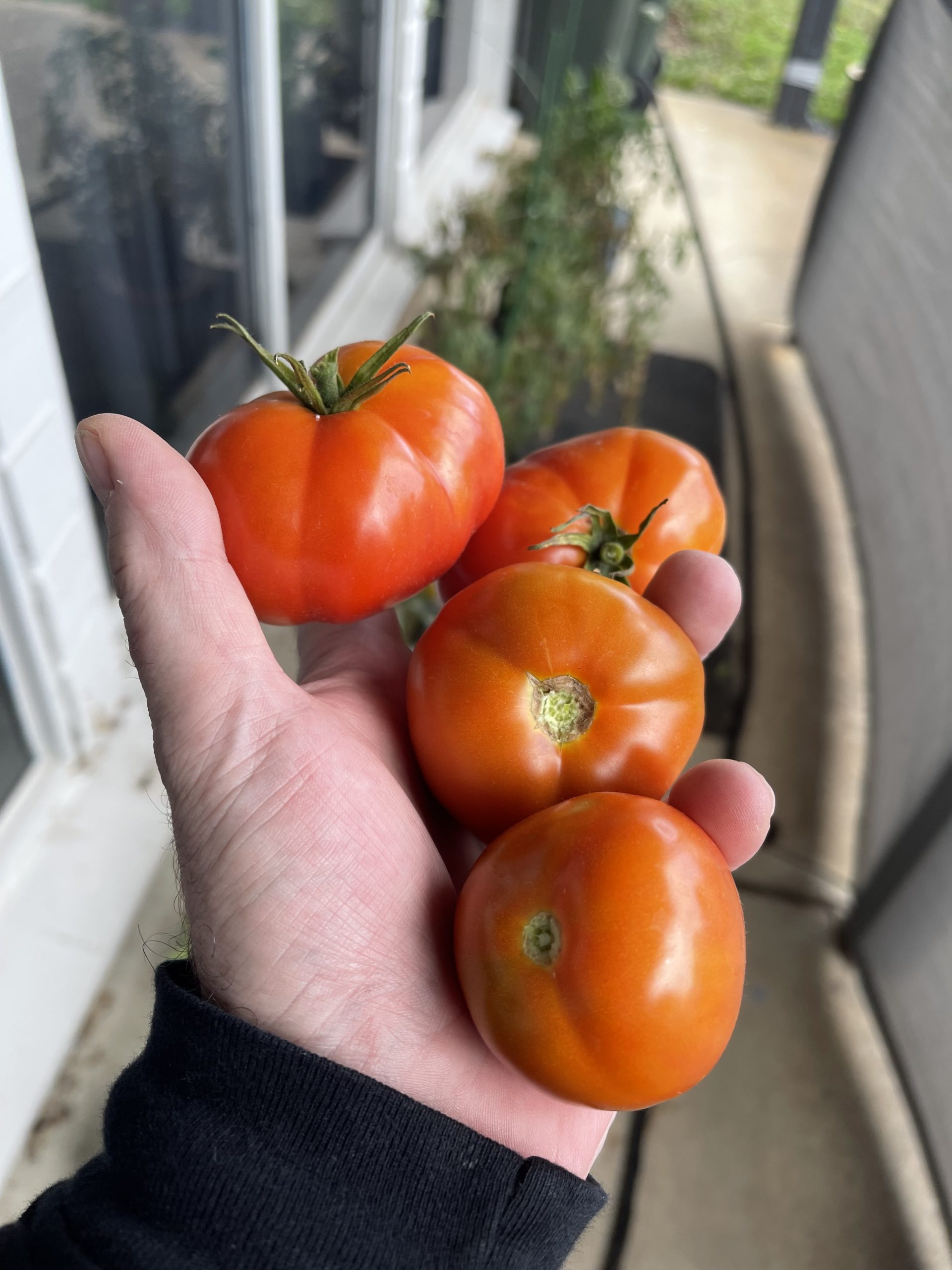 Large Tomato